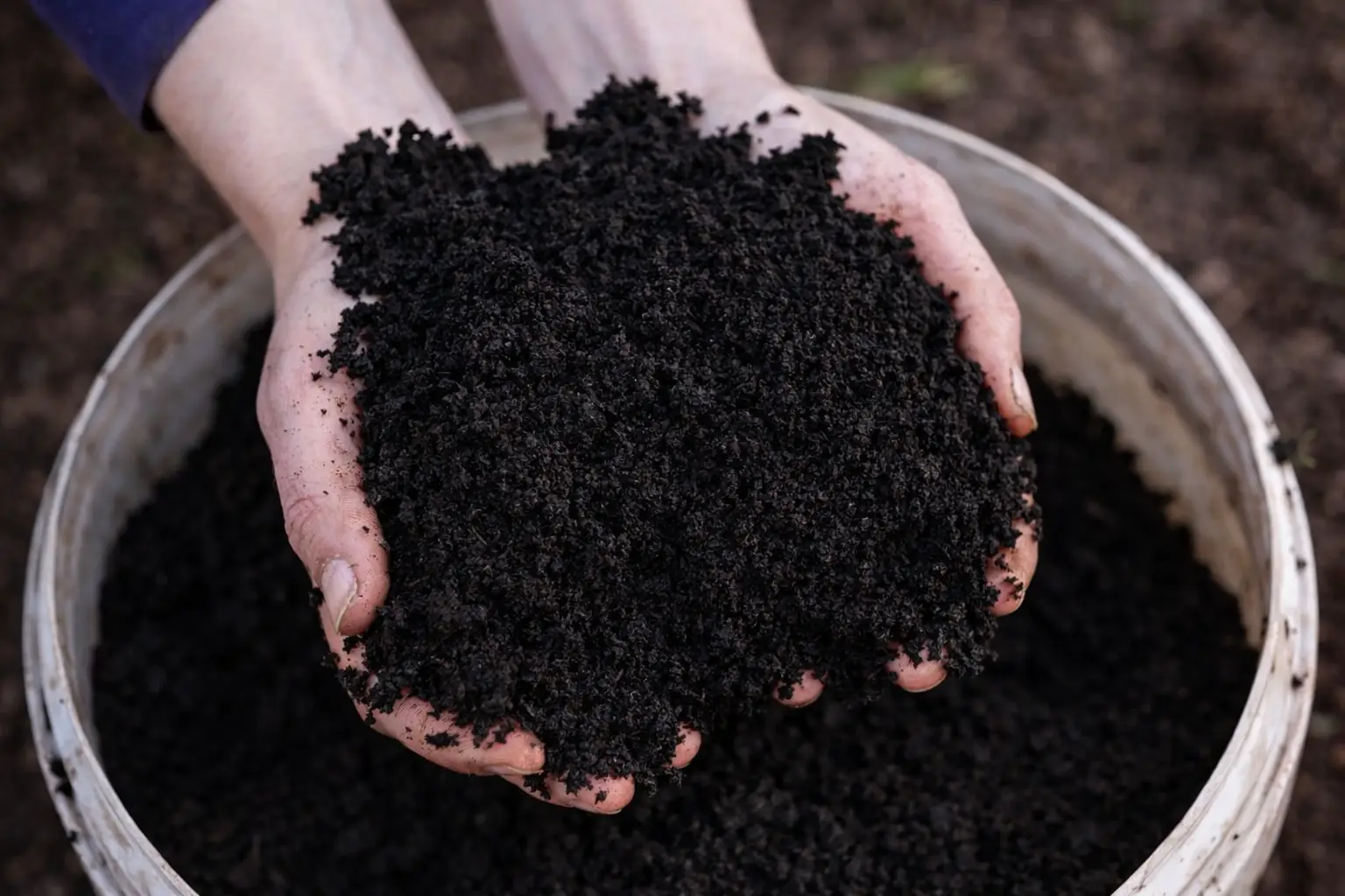 Cow Dung Manure