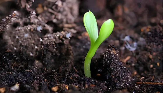 Root Vita
